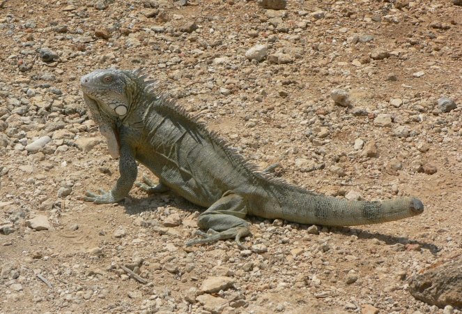 35- Iguane a la queue coupee 
